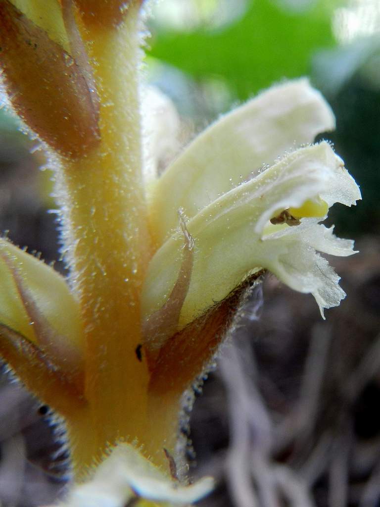 Orobanche hederae / Succiamele dell''edera